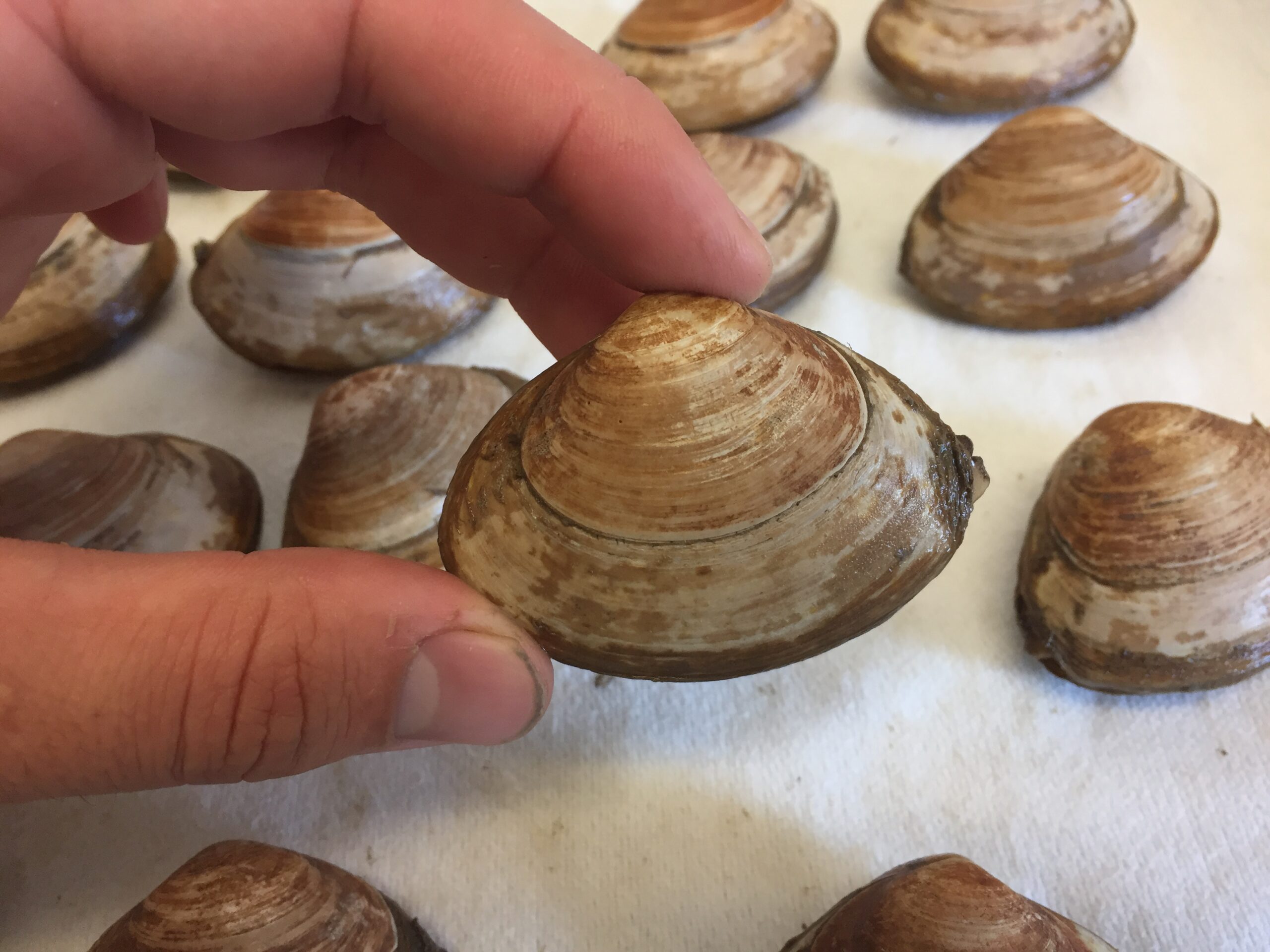 Atlantic Surfclam